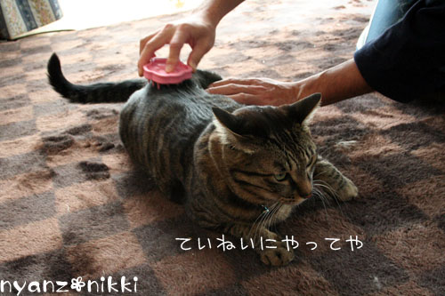 にゃんずもお正月準備だよ_d0355333_14162835.jpg