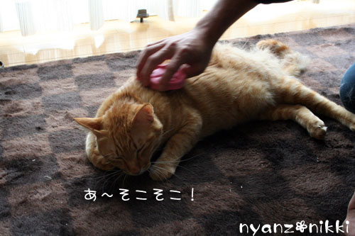 にゃんずもお正月準備だよ_d0355333_14162878.jpg