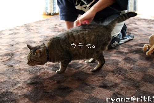 にゃんずもお正月準備だよ_d0355333_14162977.jpg