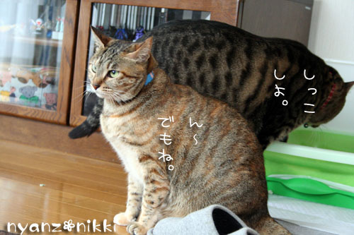 にゃんずもお正月準備だよ_d0355333_14162984.jpg