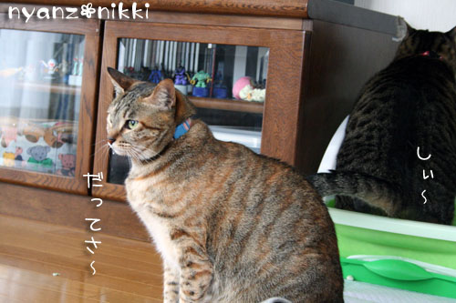 にゃんずもお正月準備だよ_d0355333_14163010.jpg