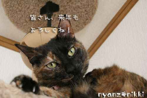 にゃんずもお正月準備だよ_d0355333_14163048.jpg