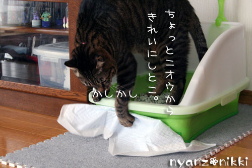 にゃんずもお正月準備だよ_d0355333_14163070.jpg