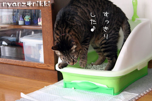 にゃんずもお正月準備だよ_d0355333_14163075.jpg
