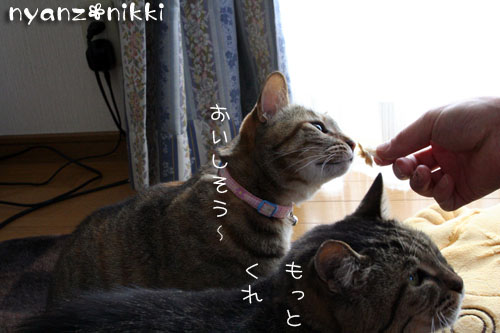 我が家のお正月_d0355333_14550969.jpg