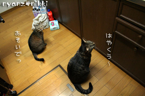 はよ、ご飯してえ~や_d0355333_14552226.jpg