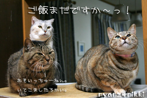 はよ、ご飯してえ~や_d0355333_14552490.jpg