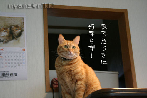 猫にも、お香_d0355333_14553641.jpg