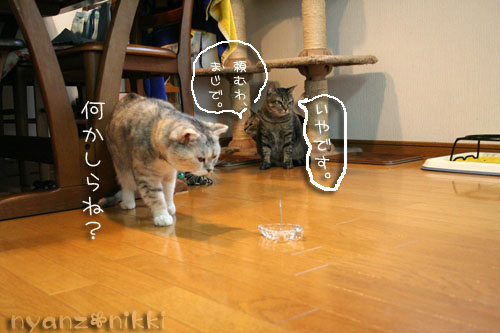 猫にも、お香_d0355333_14553651.jpg
