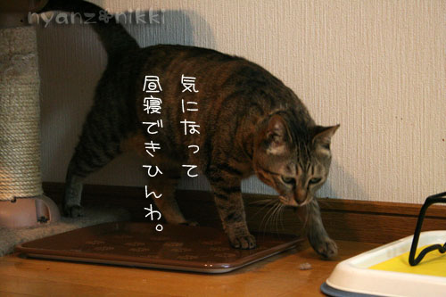 猫にも、お香_d0355333_14553678.jpg