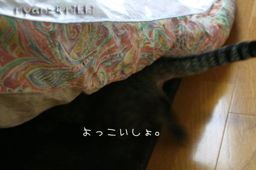 猫にも、お香_d0355333_14553776.jpg