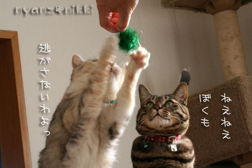 おしとやかな・・・はず?!_d0355333_14553856.jpg