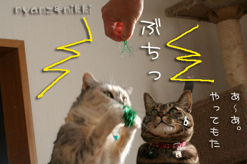 おしとやかな・・・はず?!_d0355333_14553894.jpg