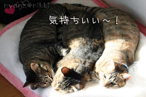 陽だまりで・・・&クラシックの楽しみ方こんなのどう?_d0355333_14555141.jpg