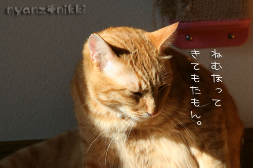 陽だまりで・・・&クラシックの楽しみ方こんなのどう?_d0355333_14555201.jpg
