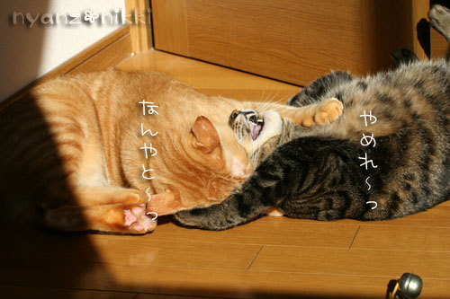 陽だまりで・・・&クラシックの楽しみ方こんなのどう?_d0355333_14555262.jpg
