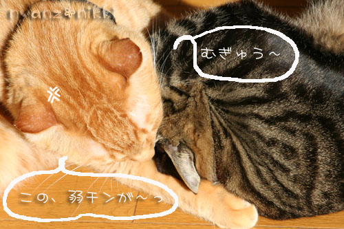 陽だまりで・・・&クラシックの楽しみ方こんなのどう?_d0355333_14555273.jpg