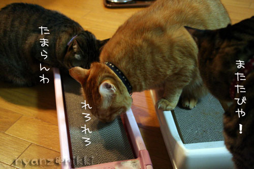 マタタビバトル勃発!?_d0355333_14560220.jpg