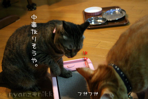 マタタビバトル勃発!?_d0355333_14560288.jpg