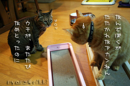 マタタビバトル勃発!?_d0355333_14560370.jpg