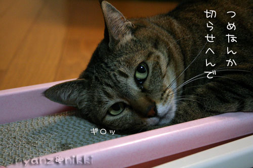 マタタビバトル勃発!?_d0355333_14560447.jpg