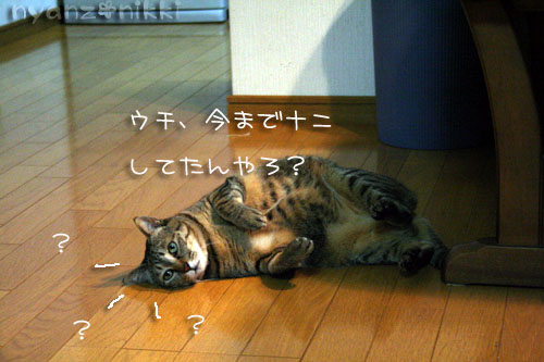 マタタビバトル勃発!?_d0355333_14560480.jpg