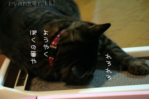 マタタビバトル勃発!?_d0355333_14560577.jpg