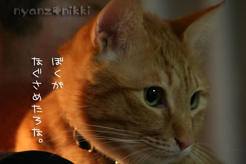 いやしい猫じゃなくて、癒し猫。_d0355333_14561297.jpg