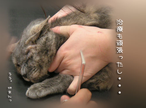 カメラまわってますよ★コロちゃんの里親さん募集_d0355333_14561909.jpg