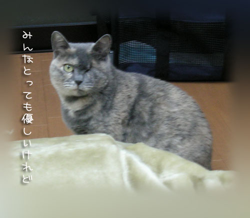 カメラまわってますよ★コロちゃんの里親さん募集_d0355333_14561925.jpg