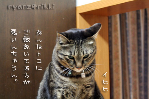 犯にゃんは誰だ★サナベル10kg編_d0355333_14562017.jpg
