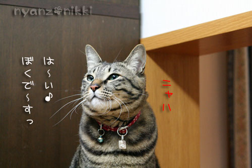 犯にゃんは誰だ★サナベル10kg編_d0355333_14562035.jpg