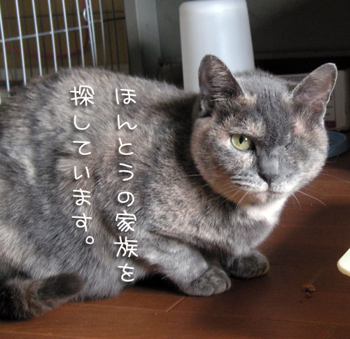 カメラまわってますよ★コロちゃんの里親さん募集_d0355333_14562051.jpg