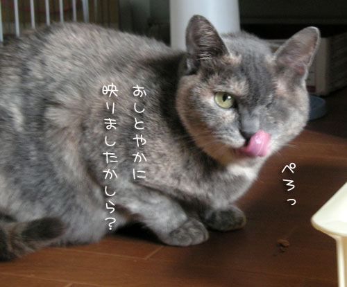 カメラまわってますよ★コロちゃんの里親さん募集_d0355333_14562078.jpg