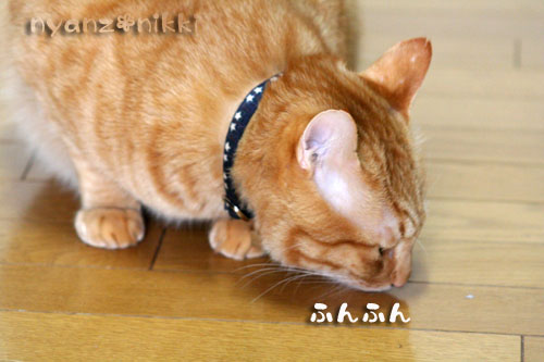 犯にゃんは誰だ★サナベル10kg編_d0355333_14562107.jpg