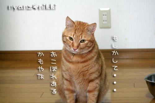 犯にゃんは誰だ★サナベル10kg編_d0355333_14562121.jpg