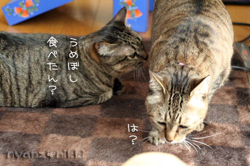 まいどおなじみの・・・&「どろろ」レビュー_d0355333_14563861.jpg