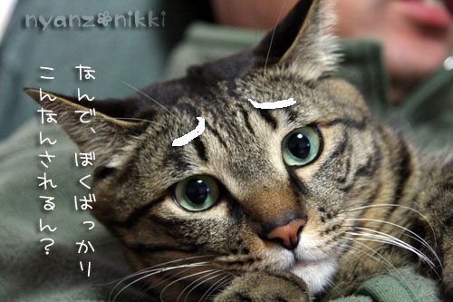 新しい楽器♪_d0355333_14564060.jpg