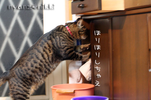 新しい楽器♪_d0355333_14564061.jpg