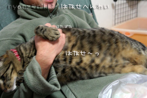 新しい楽器♪_d0355333_14564062.jpg