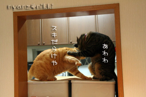 猫はカンフー映画がお好き?_d0355333_14564342.jpg