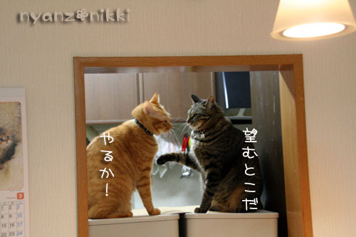 猫はカンフー映画がお好き?_d0355333_14564396.jpg