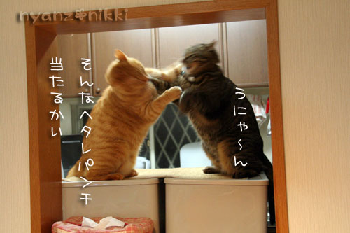 猫はカンフー映画がお好き?_d0355333_14564419.jpg