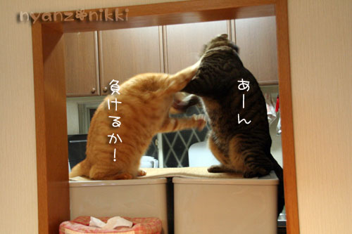 猫はカンフー映画がお好き?_d0355333_14564467.jpg