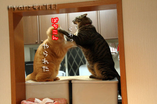 猫はカンフー映画がお好き?_d0355333_14564522.jpg