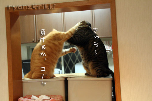 猫はカンフー映画がお好き?_d0355333_14564595.jpg