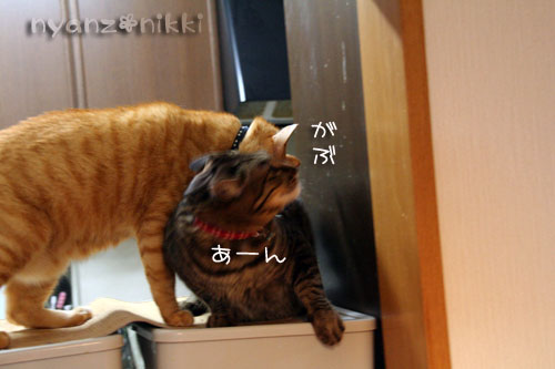 猫はカンフー映画がお好き?_d0355333_14564623.jpg
