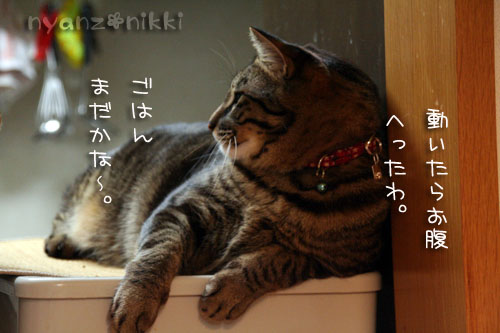 猫はカンフー映画がお好き?_d0355333_14564753.jpg