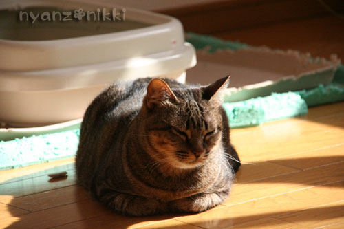 笑子ちゃんのこだわり_d0355333_14564792.jpg