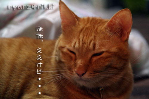 新しい挑戦・・・のつもり♪_d0355333_14565413.jpg